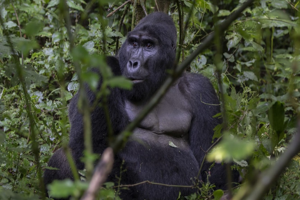 Are Gorillas Dangerous Species