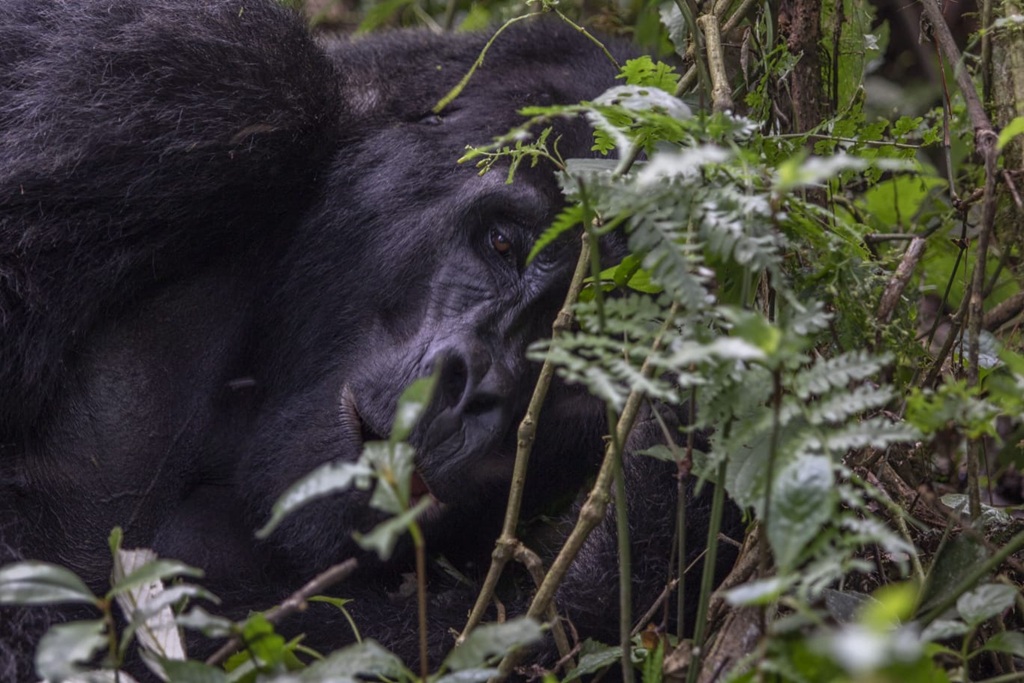 Are Gorillas Dangerous Species