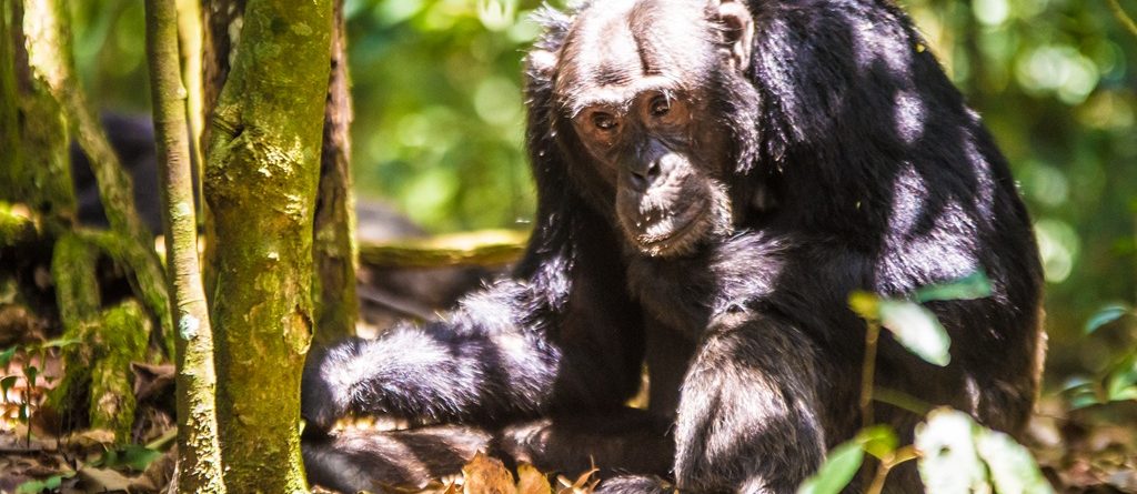 Chimpanzee Tracking Safaris to East Africa