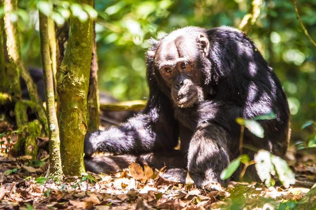 Chimpanzee Tracking Safaris to East Africa