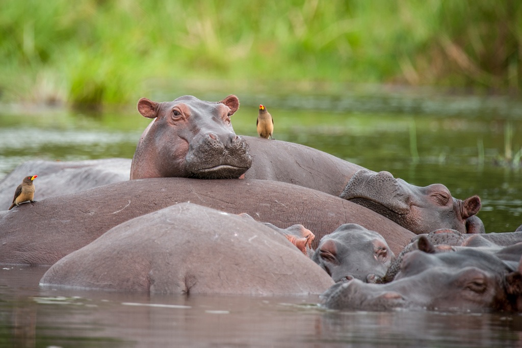 Guide to Uganda Game Drive Tours