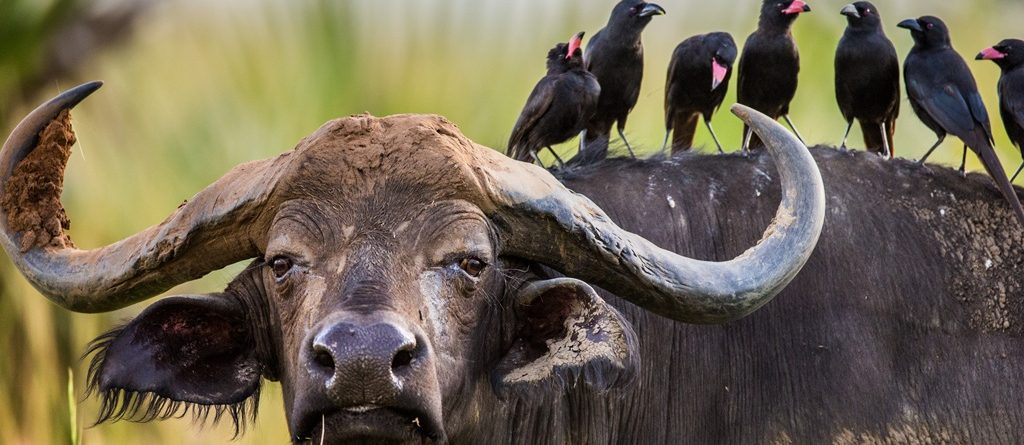 Guide to Uganda Game Drive Tours