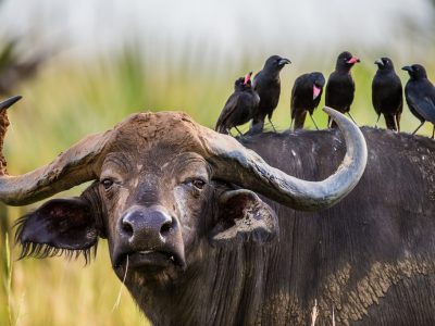 Guide to Uganda Game Drive Tours