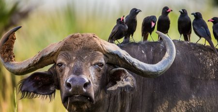Guide to Uganda Game Drive Tours