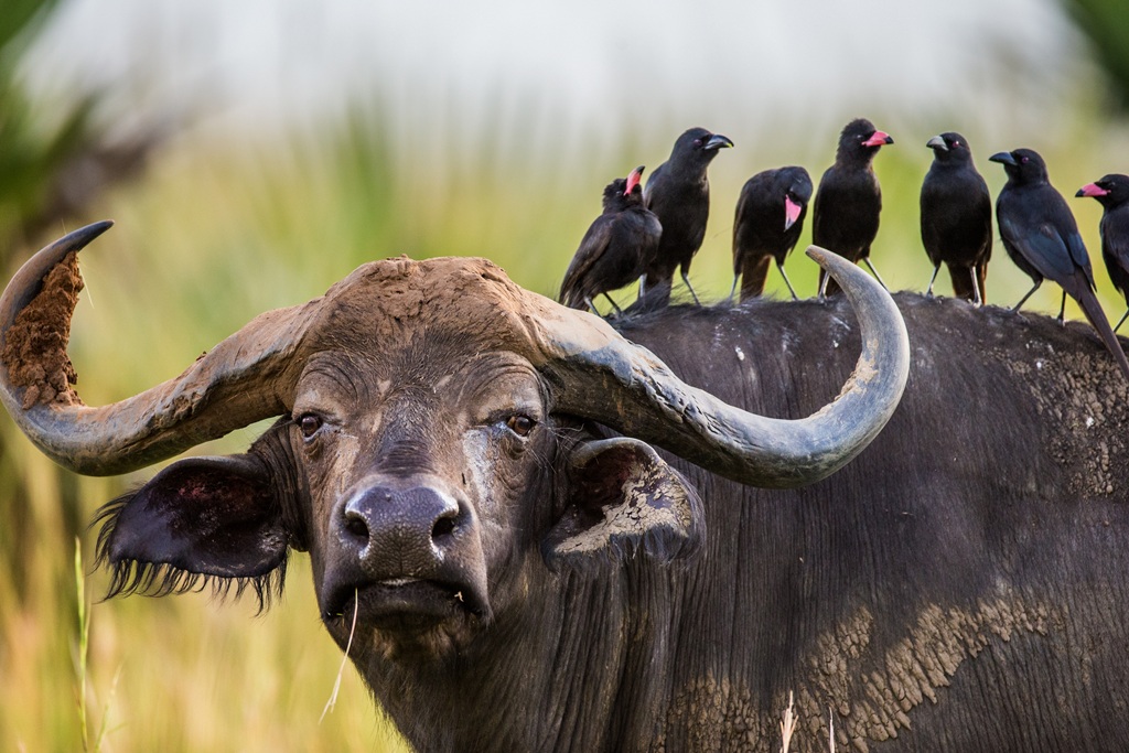Guide to Uganda Game Drive Tours