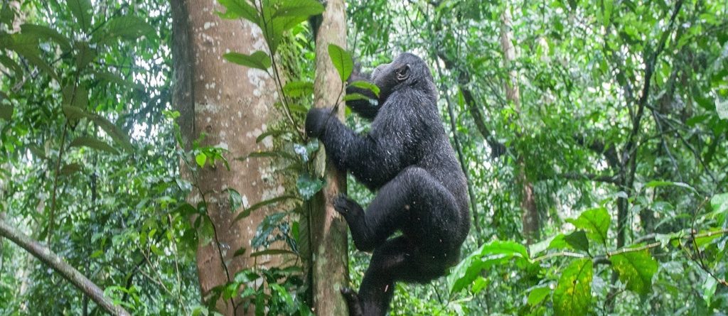 How Difficult Is Gorilla Trekking
