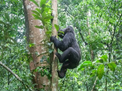 How Difficult Is Gorilla Trekking