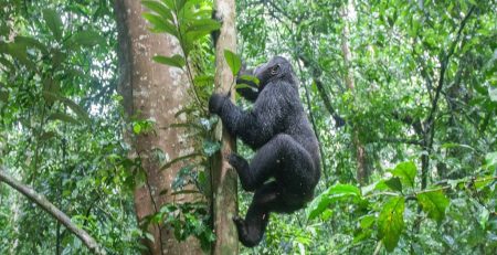 How Difficult Is Gorilla Trekking