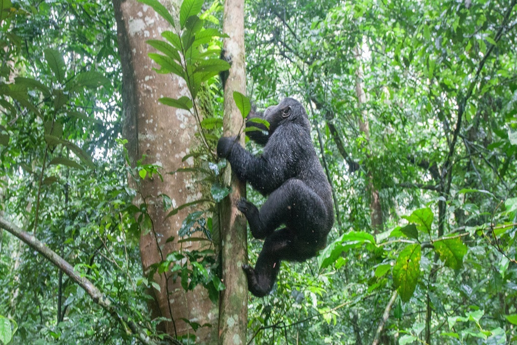 How Difficult Is Gorilla Trekking