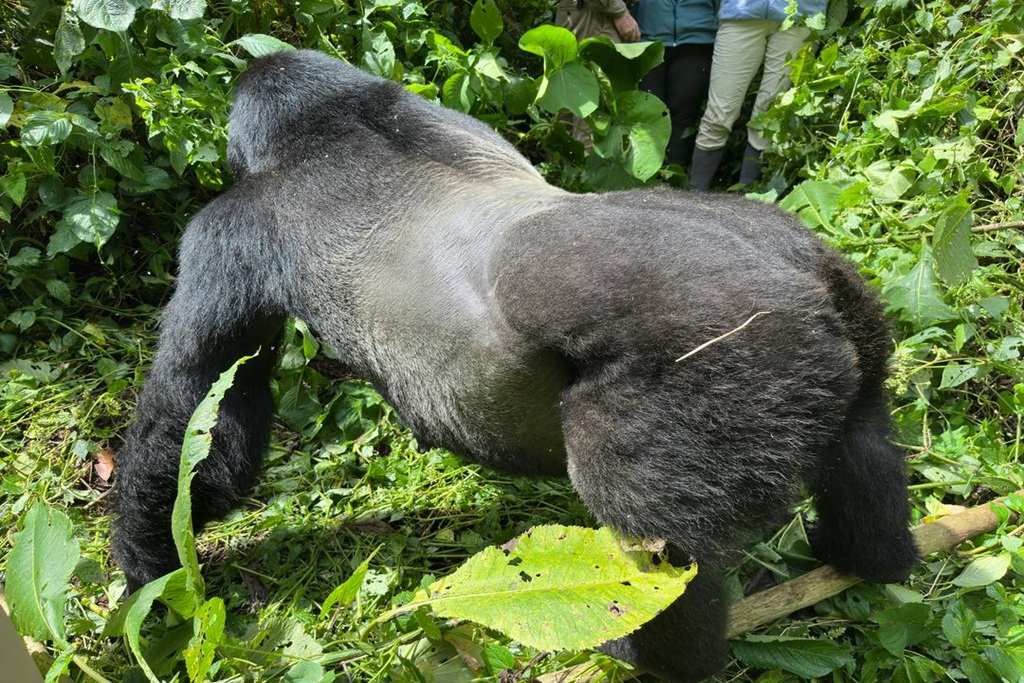 How Difficult Is Gorilla Trekking