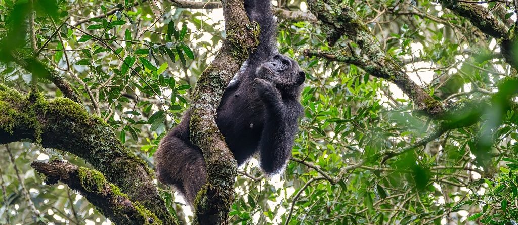 Entrance Fees for Kibale National Park