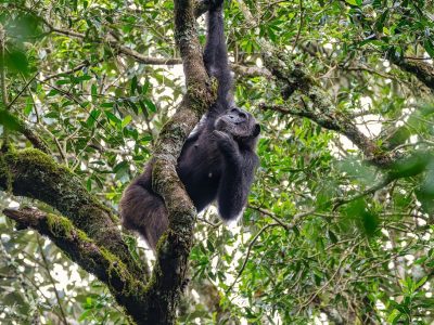 Entrance Fees for Kibale National Park