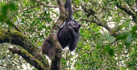 Entrance Fees for Kibale National Park
