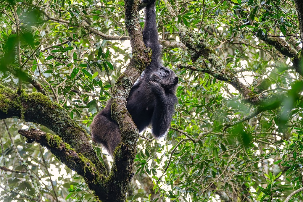 Entrance Fees for Kibale National Park