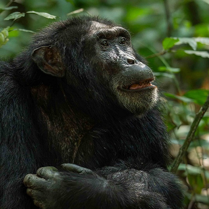 Reasons Why You Should Trek Gorillas in Uganda