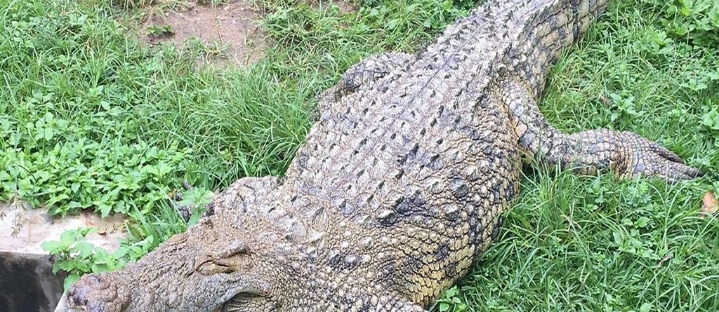 Reptile Park in Burundi