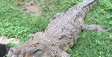 Reptile Park in Burundi