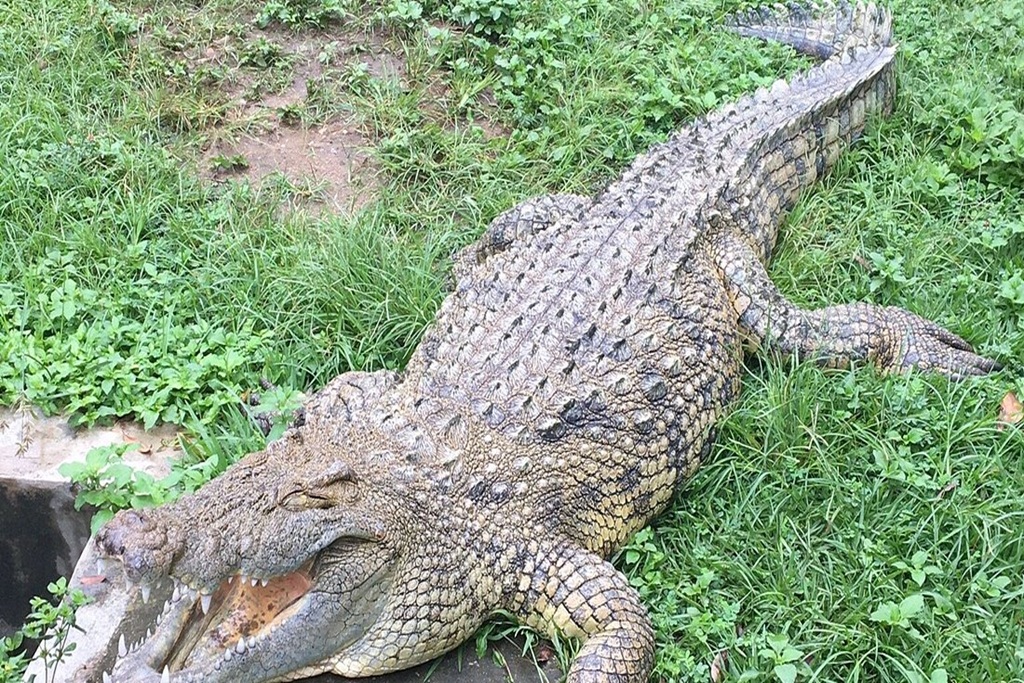 Reptile Park in Burundi