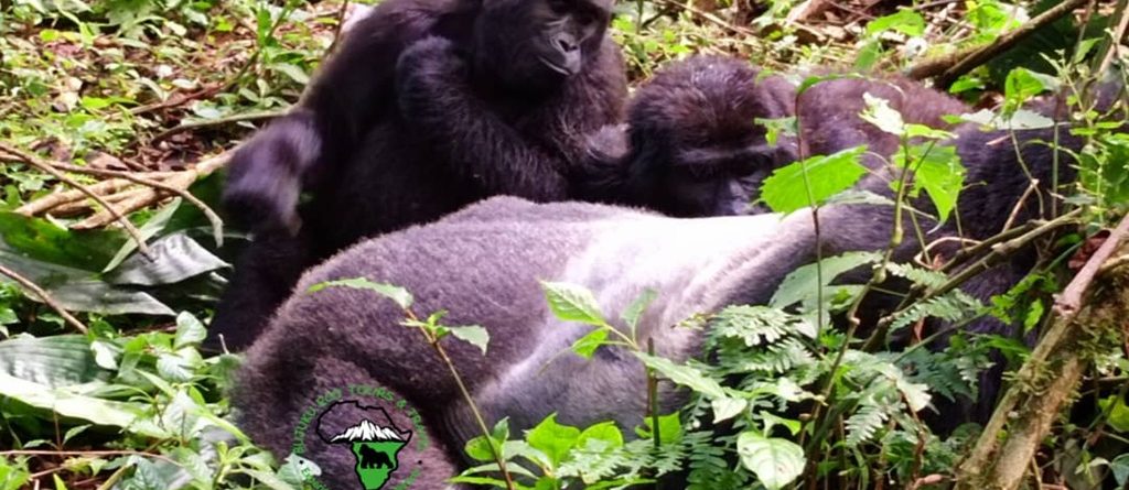 The Best Place to Go for Gorilla Trekking in Uganda
