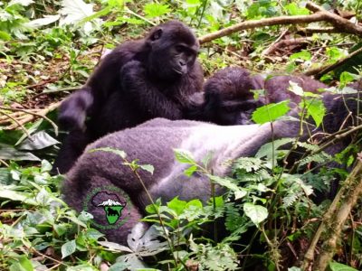 The Best Place to Go for Gorilla Trekking in Uganda