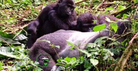 The Best Place to Go for Gorilla Trekking in Uganda