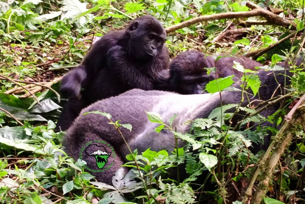 The Best Place to Go for Gorilla Trekking in Uganda