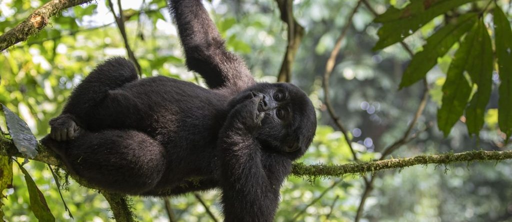 What To Expect on a Gorilla Trekking Safari