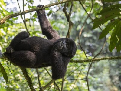 What To Expect on a Gorilla Trekking Safari