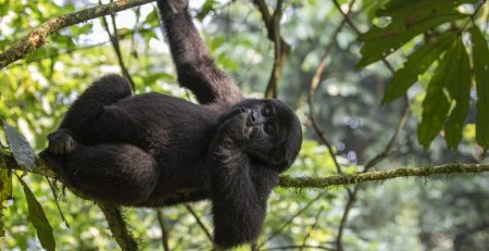What To Expect on a Gorilla Trekking Safari