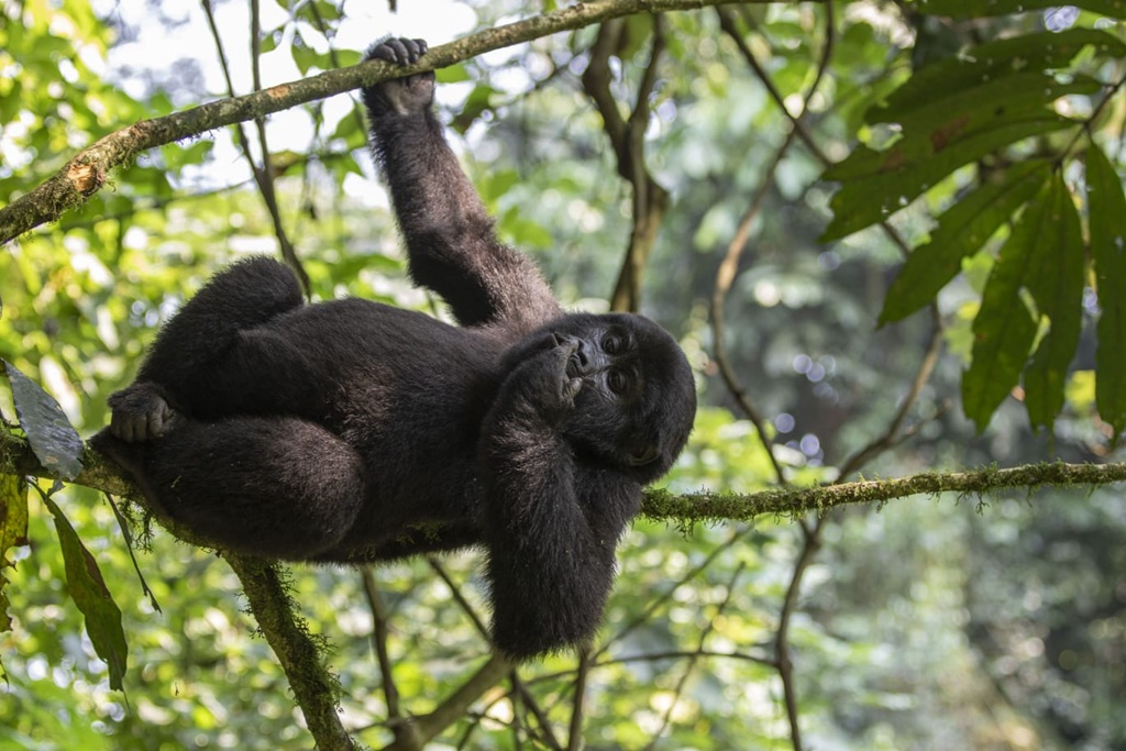 What To Expect on a Gorilla Trekking Safari