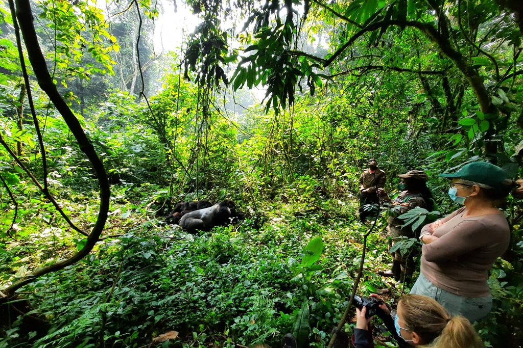 What To Expect on a Gorilla Trekking Safari
