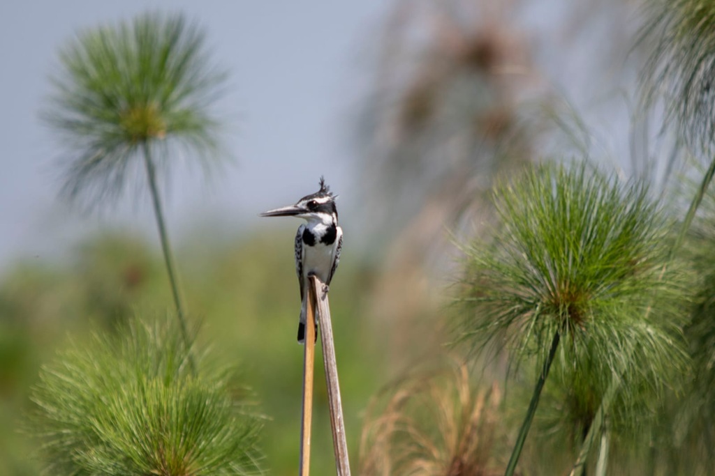 What To Pack for Uganda Birding Safari Tour
