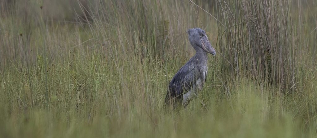 What To Pack for Uganda Birding Safari Tour