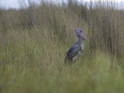 What To Pack for Uganda Birding Safari Tour
