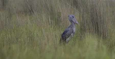 What To Pack for Uganda Birding Safari Tour
