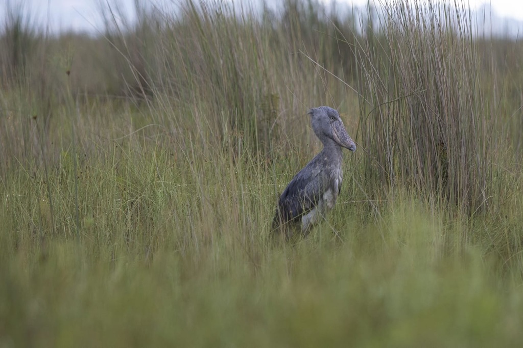 What To Pack for Uganda Birding Safari Tour