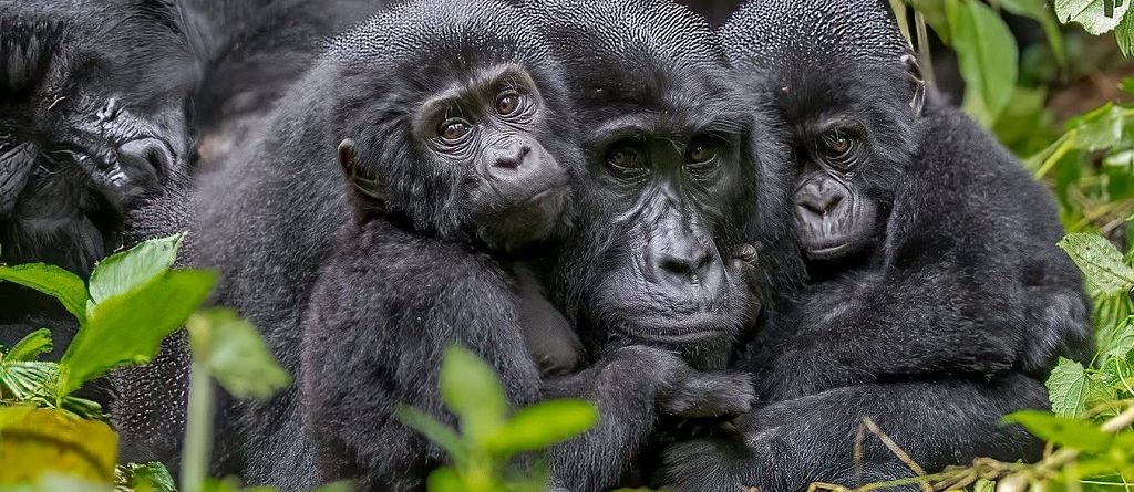 Entrance Fees to Bwindi Impenetrable National Park