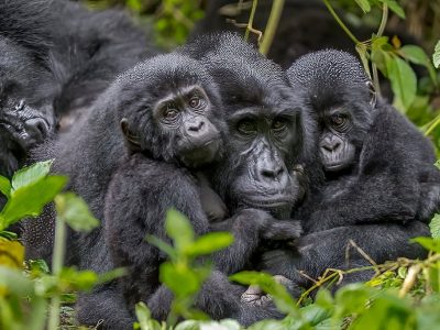 Entrance Fees to Bwindi Impenetrable National Park
