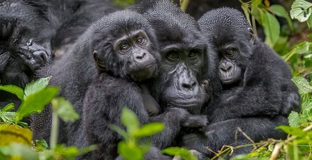 Entrance Fees to Bwindi Impenetrable National Park