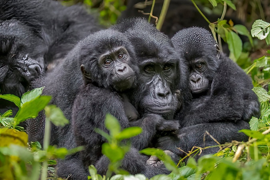Entrance Fees to Bwindi Impenetrable National Park