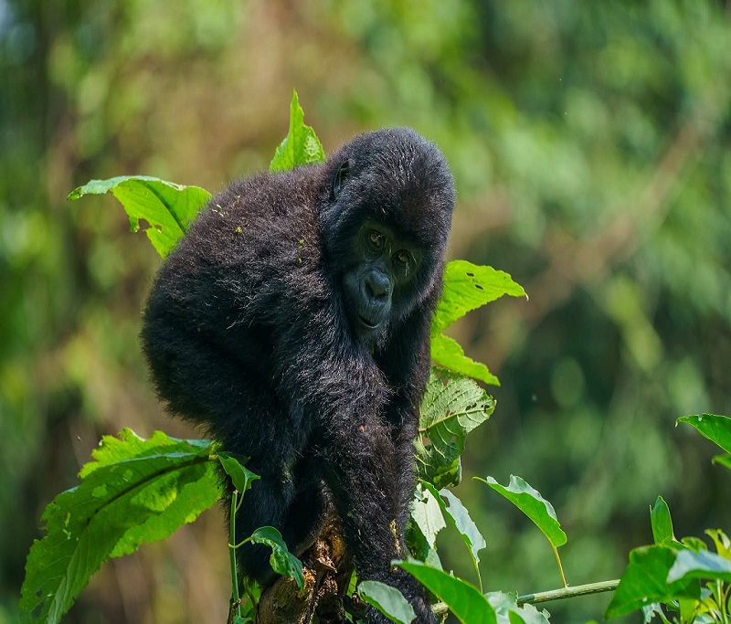 Facts About Mountain Gorillas