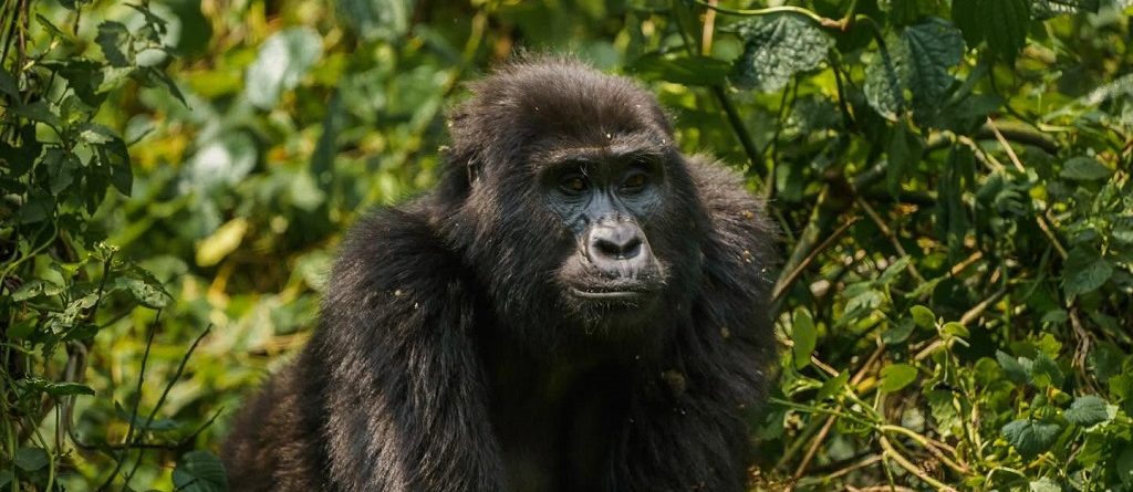 Facts About Mountain Gorillas