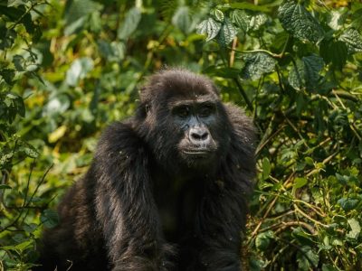 Facts About Mountain Gorillas