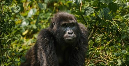 Facts About Mountain Gorillas
