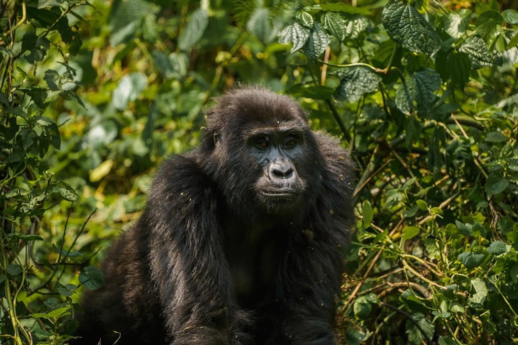 Facts About Mountain Gorillas