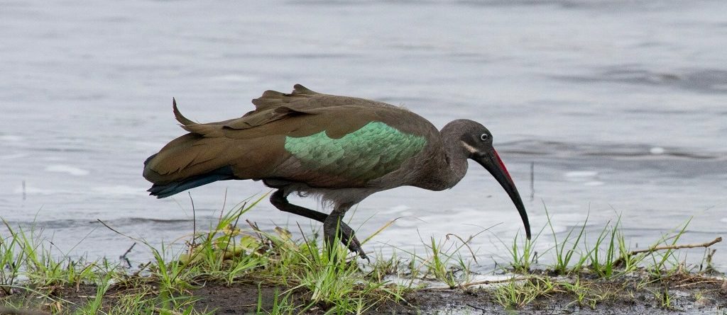 Best Destinations for Uganda Birding Safaris