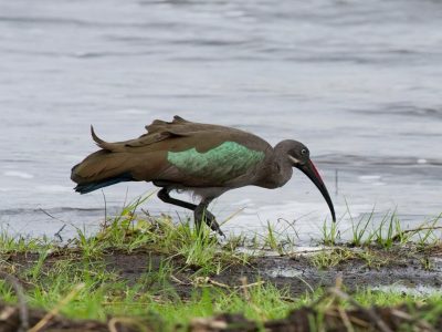 Best Destinations for Uganda Birding Safaris