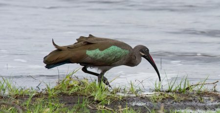 Best Destinations for Uganda Birding Safaris