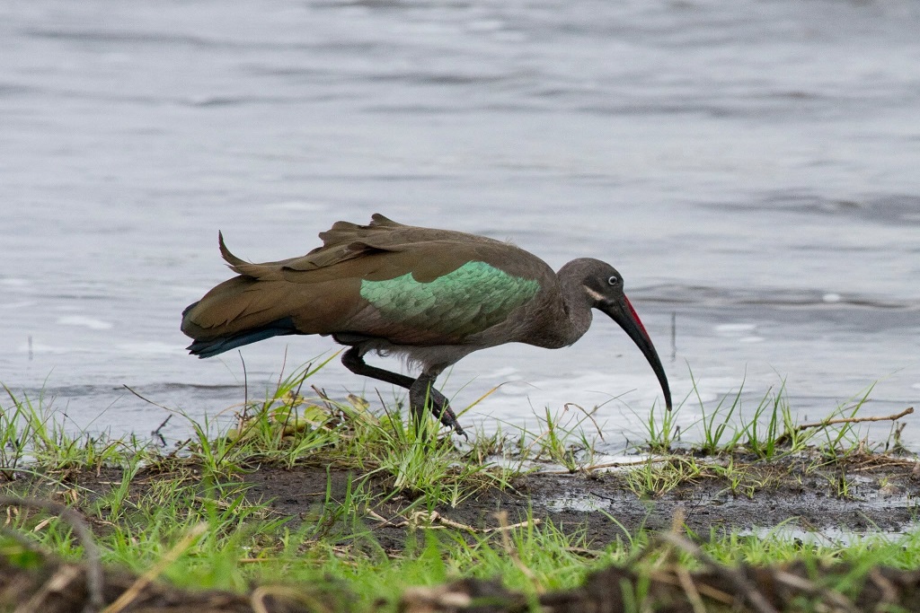 Best Destinations for Uganda Birding Safaris