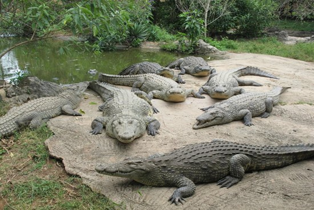 Reptile Park in Burundi